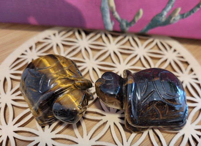 tortue-oeil-de-tigre