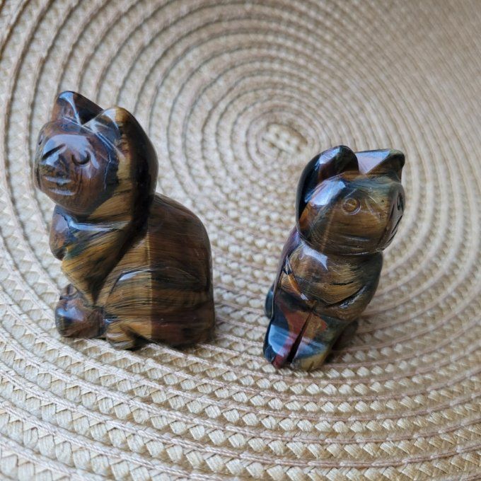 Chat en œil de tigre