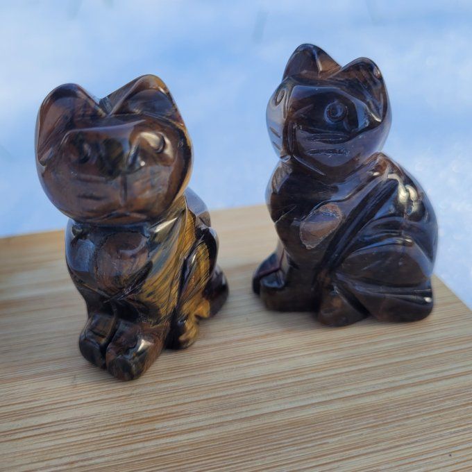 Chat en œil de tigre